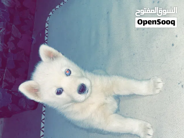 Samoyed puppy for sale