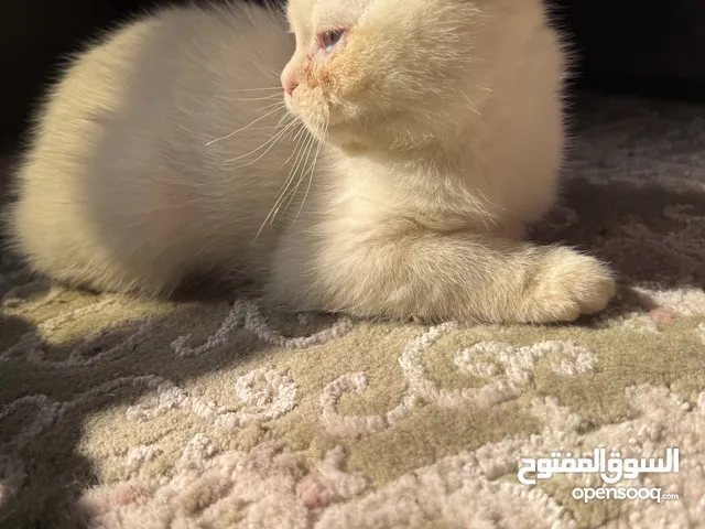 Adorable Scottish Fold × Ragdoll Kittens for Sale قطط سكوتش فولد للبيع