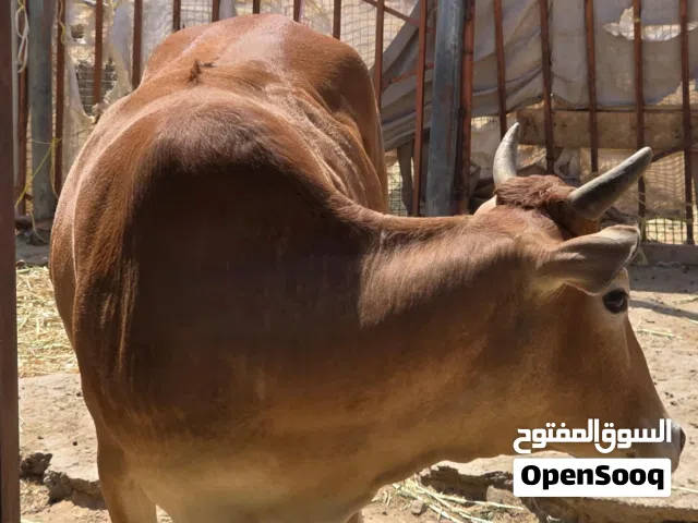 للبيع عجلة العمر سنتين فول فول سمنة ماشاء الله