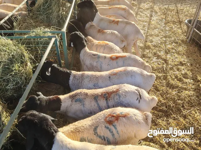 برابر بربري للبيع