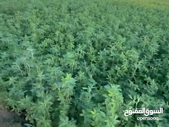 مزرعة لاجار في صحم / المرفع