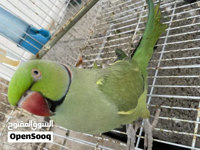 ببغاء دره متكلم