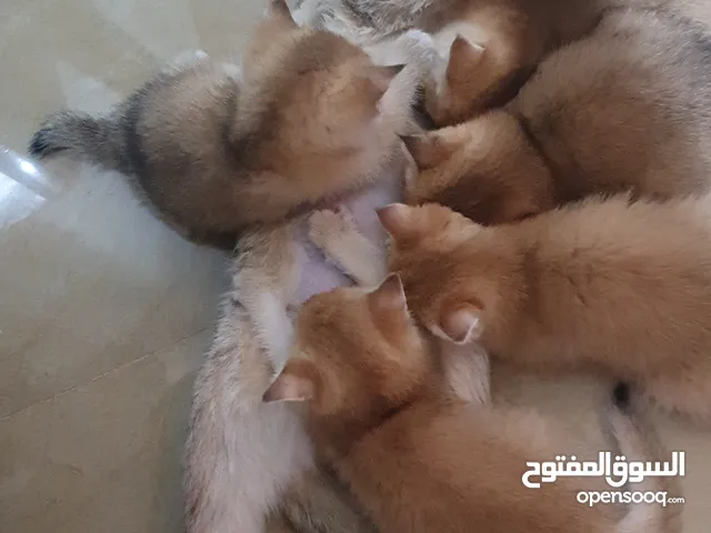 Adorable British Shorthair Kittens Available for Adoption Born at 5th May 2025