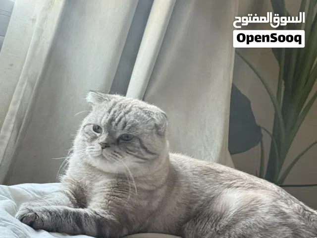 قط سكوتيش فولد