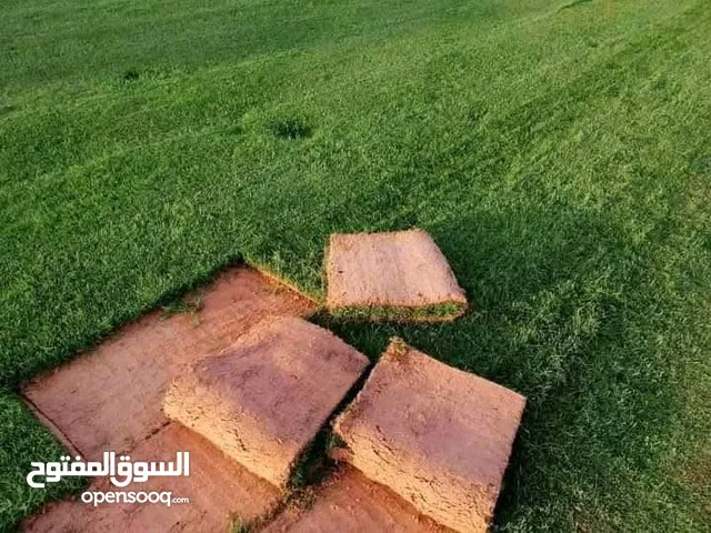 عشب طبيعي للبيع
