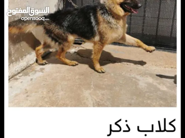 كلاب جيرمان للبيع بسعر محروق