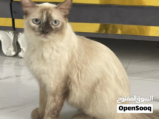 قطة للبيع النوع هملايا