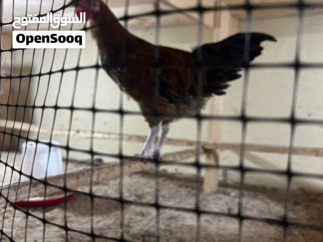 دجاج فرنسي وفيومي عمر شهرين ونص