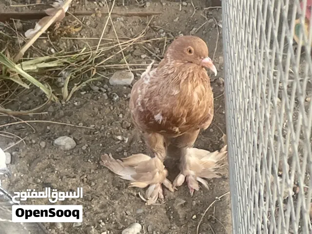 للبيع حمام نفاخ
