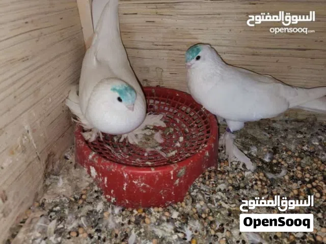 متاح كمبك اصلم
