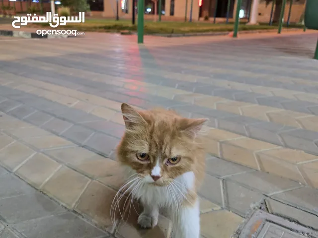 قطوه للتبني والرعاية في منطقه بو حليفة