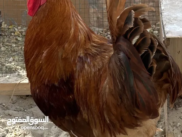 ديك ، دجاج ، بط ، طيور