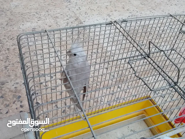 عصافير كوكتيل فرانساويات
