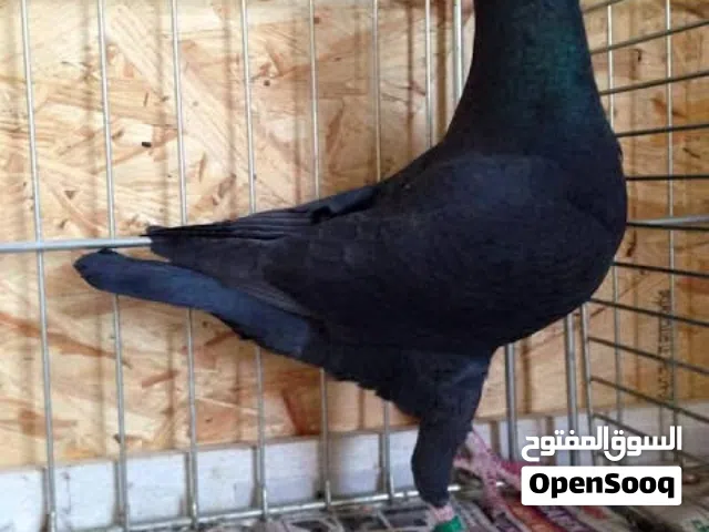 زوج هومر ألماني صحة جيدة جدا