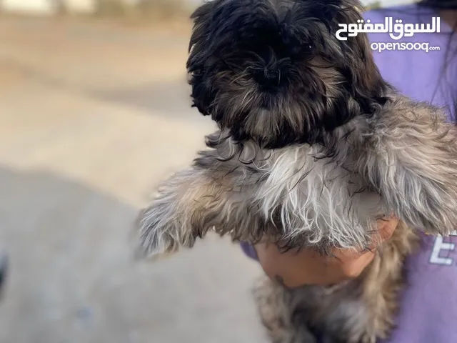 للبيع شيتزو