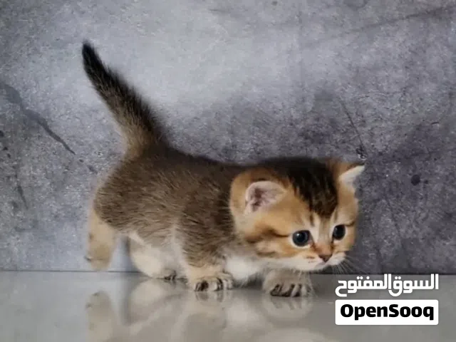 pure breed munchkin