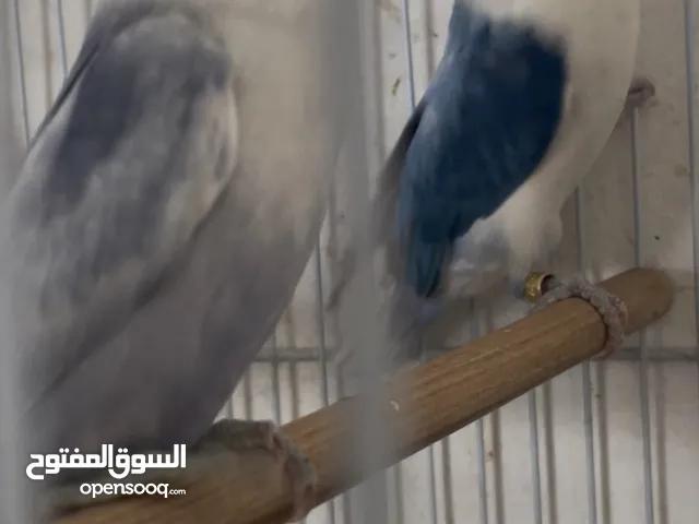 جوز فيشر بار بلو مع فراخ