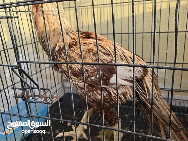 parrot beak long tail aseel