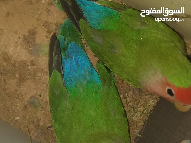 السلام عليكم غندورات لبيع جاي يلمن
