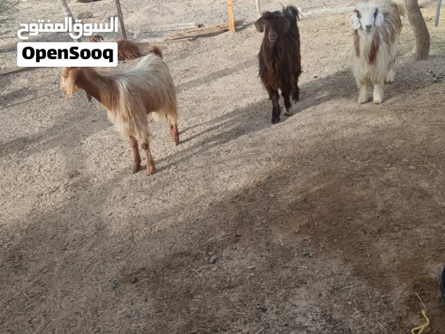 جدايه محقوصات  للبيع