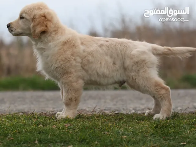 متوفر لدينا للطلب جميع انواع الكلاب مستويات عاليه وفاخره   جميع الكلاب مستورده من اوكرانيا والشح