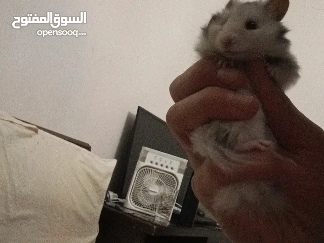 هامستر للبيع مع قفص والعاب وبيت وعجله ومشربيه مي