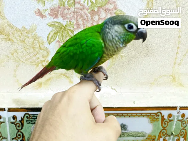 السلام عليكم كنيور الف للبيع العمر7شهور اذا مع القفص وملحقاته110 بدون قفص90