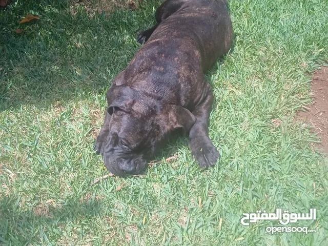 Cane corso