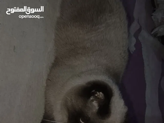 قطط هامالاي شوكليت