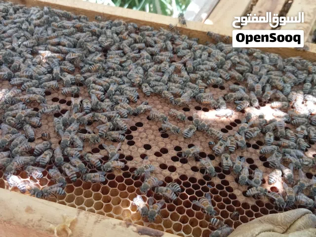 خلية نحل تربيه 6 براويز حضنه وعسل فل ما شاء الله بدون أمراض او ما شابه