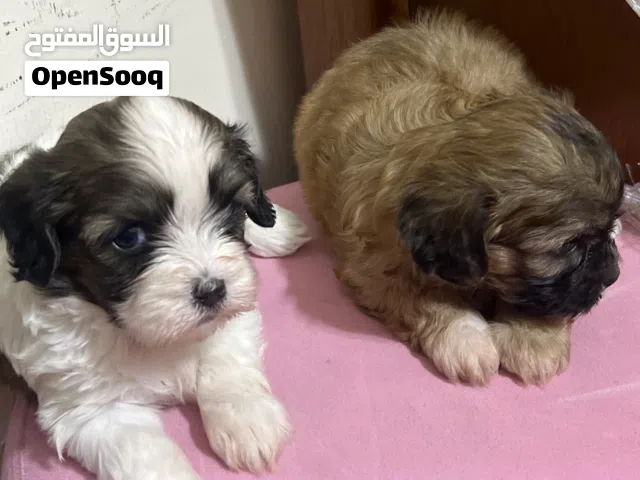 Poodle Shih Tzu Mix Puppies 40 days old