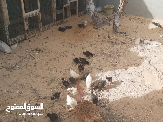 دجاجة فرنسية