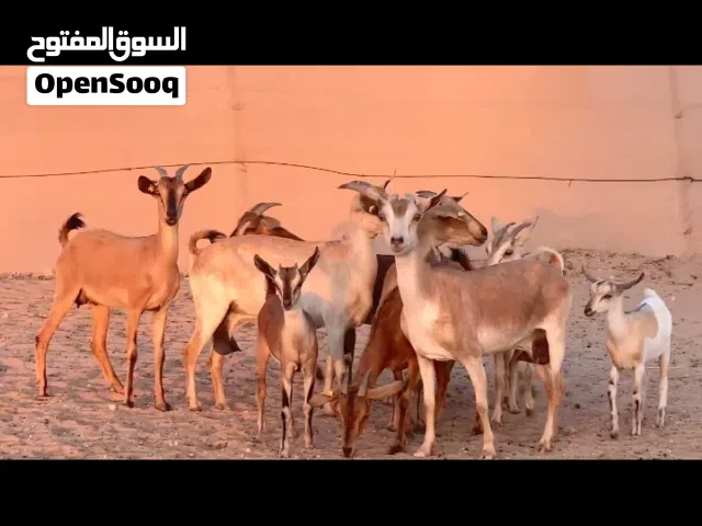 للبيع معز غزال العدد 9