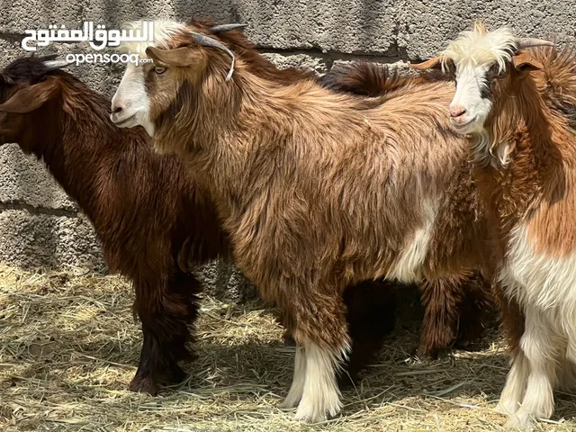 جدايا شتويات كبار اعمارهن 8 ل 10 اشهر ما شاء الله سمان حلال طيب للتربيه وللذبح جاهزات