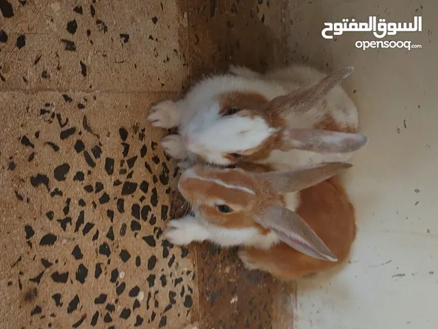 ارانب للبيع بسعر مغري ذكر وانثى