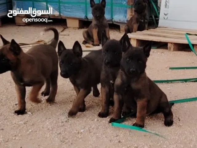 جراوي مالينو اللهم بارك عمر 45 يوم للبيع