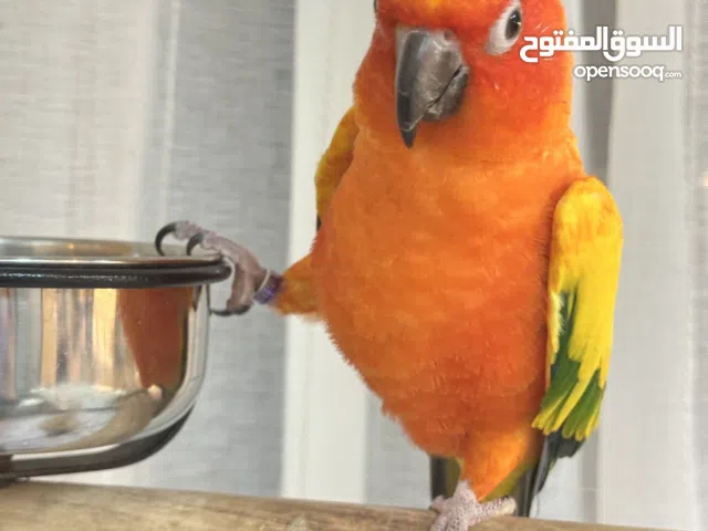Cun conure