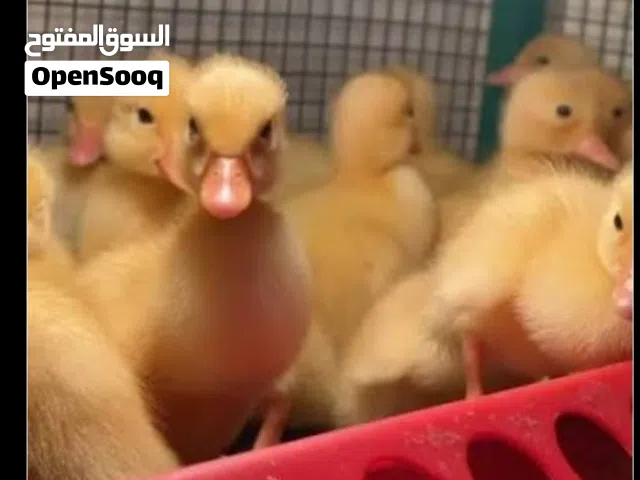 صيصان بطه أليف