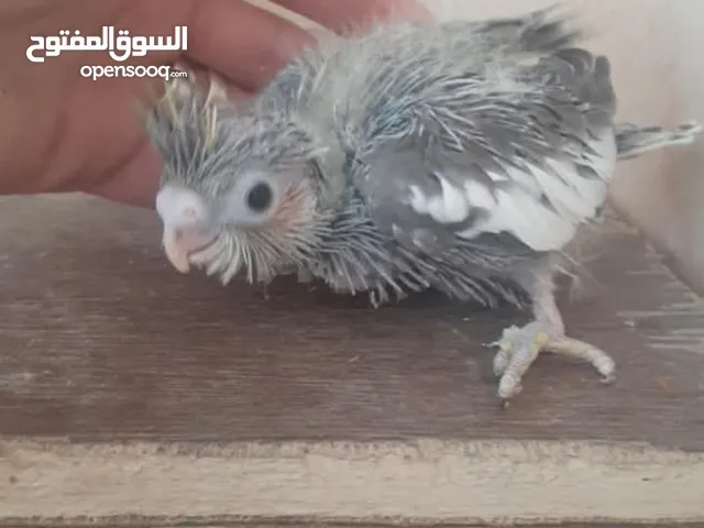 زق يدوي في الزرقاء مدينة المجد الزرقاء