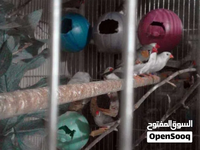 3 جواز فنك الوان مميزه