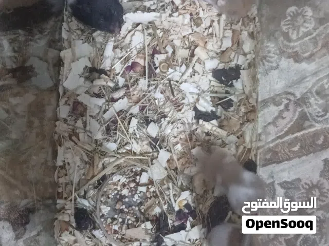 هامستر روسي العدد5
