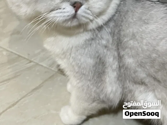 قط سكوتش للبيع قابل للتفاوض