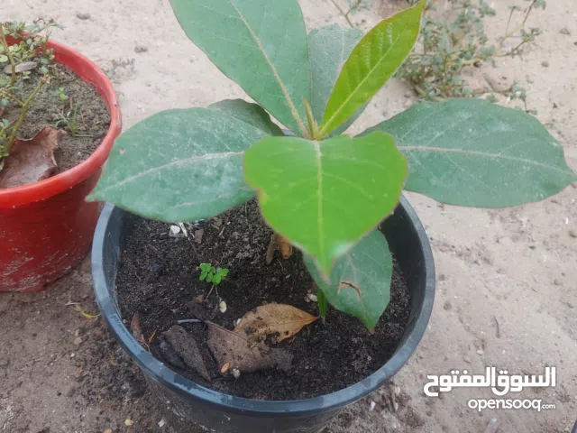 للبيع شجرة لوز