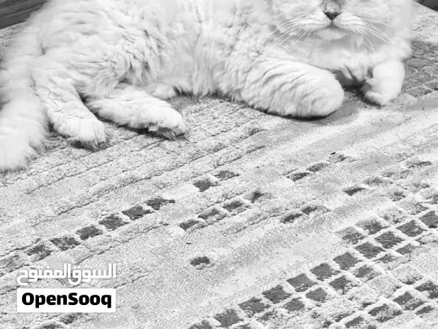 مطلوب قطوه للتزاوج فقط