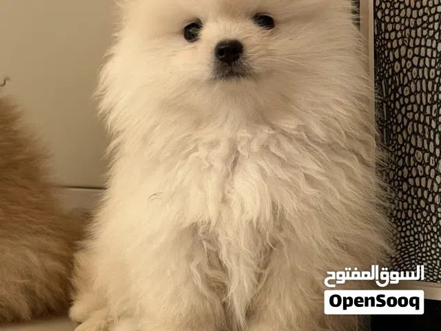 ثلاث ذكور بومرنيان