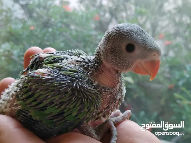 فراخ ببغاء درة للزق اليدوي هدية مع الفرخ سريلاك وسرنجة، اليف كوكتيل روز كاسكو كنيور عصفور كويكر فيشر