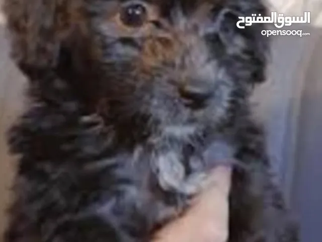 بومرينيان ا
