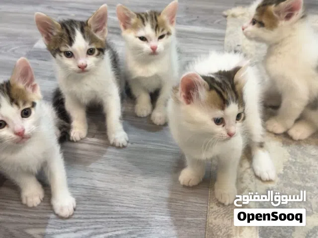 للبيع قطط مكس برتش على شيرازي