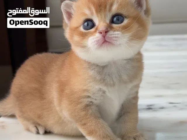 سكوتش ذكر