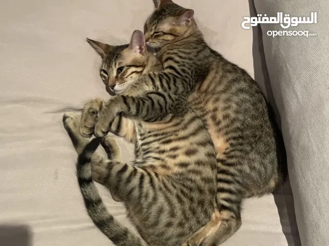 Two adorable kittens up for adoption!!